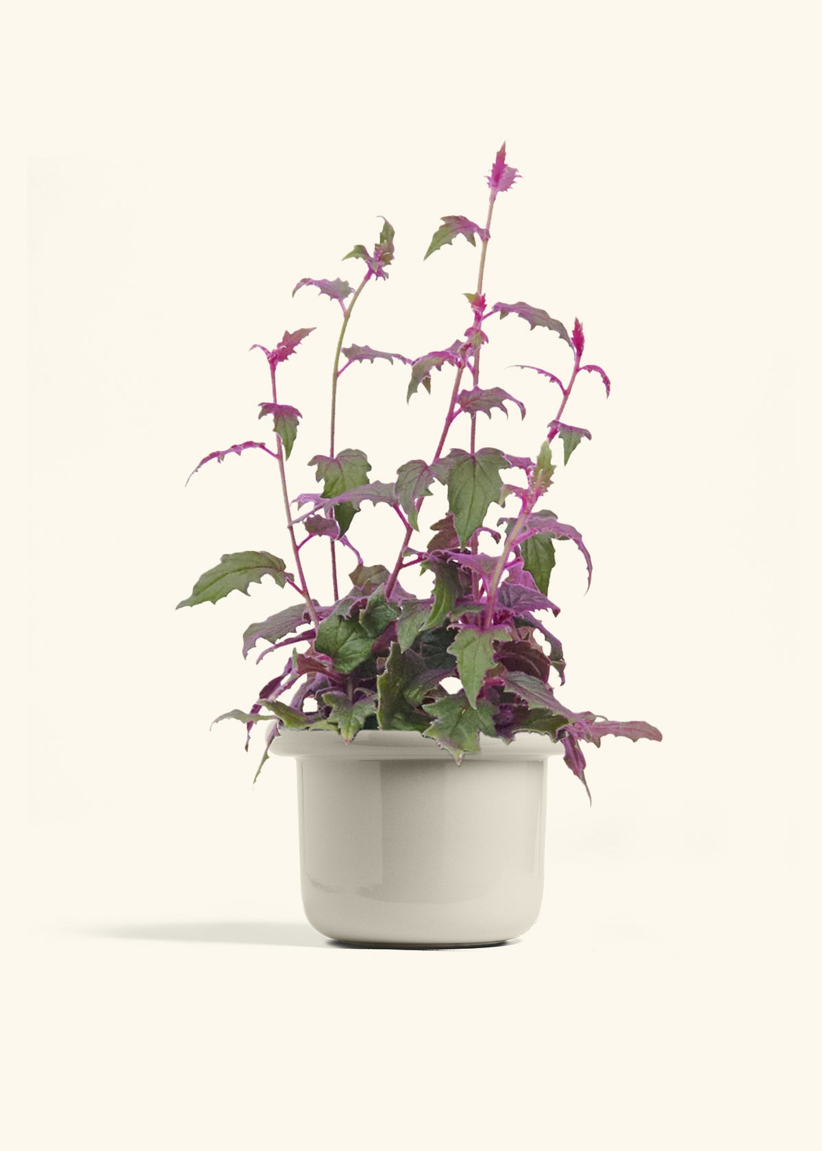 Purple Passion Plant, Medium