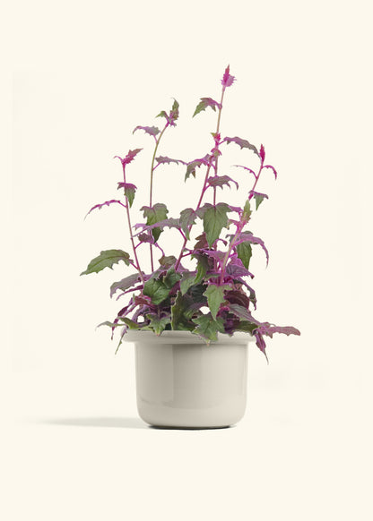 Purple Passion Plant, Medium