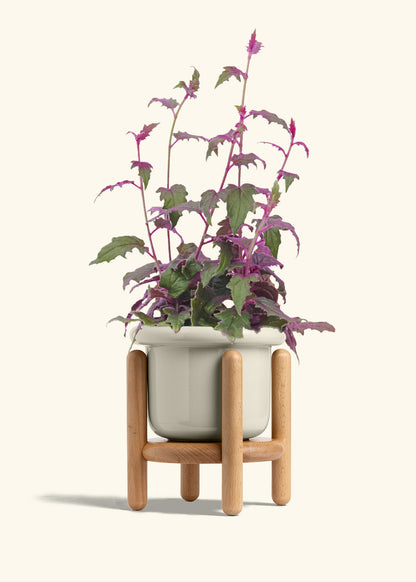 Purple Passion Plant, Medium