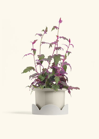 Purple Passion Plant, Medium