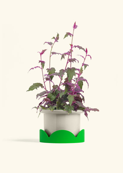 Purple Passion Plant, Medium