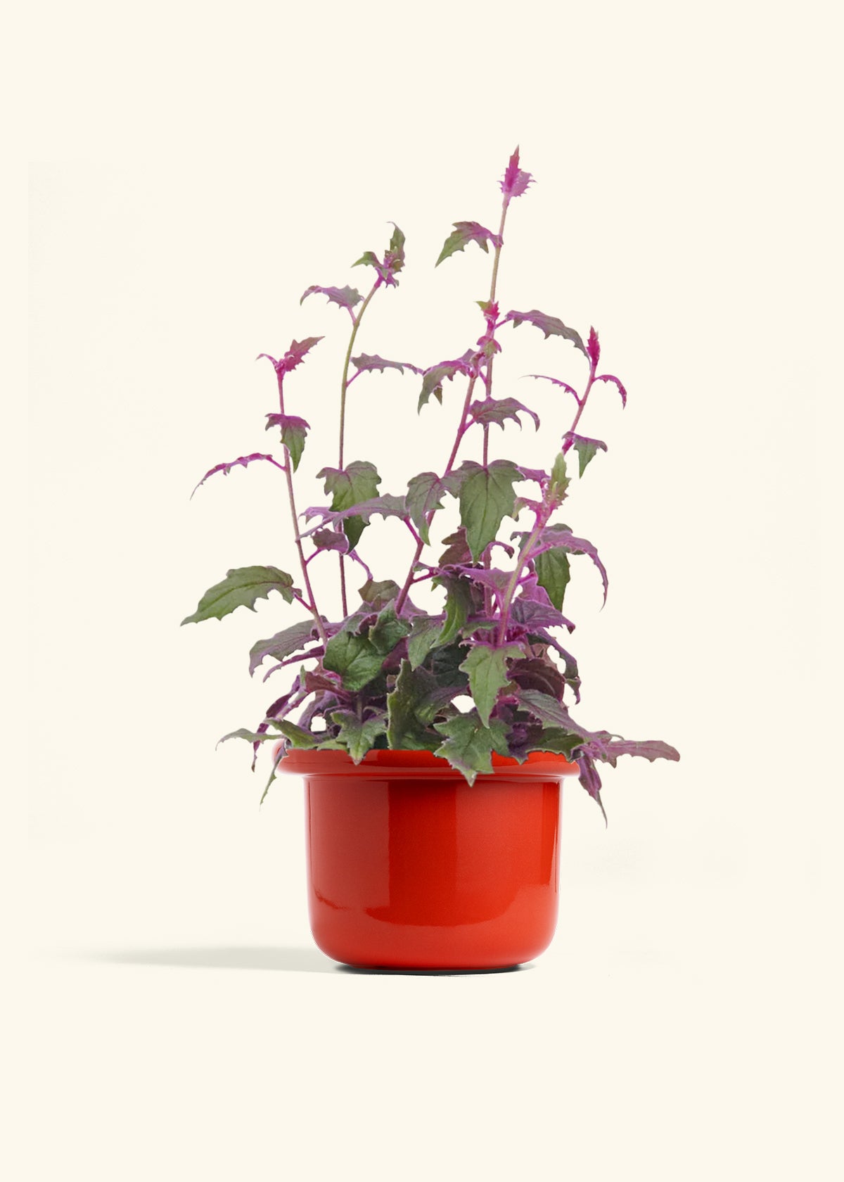 Purple Passion Plant, Medium