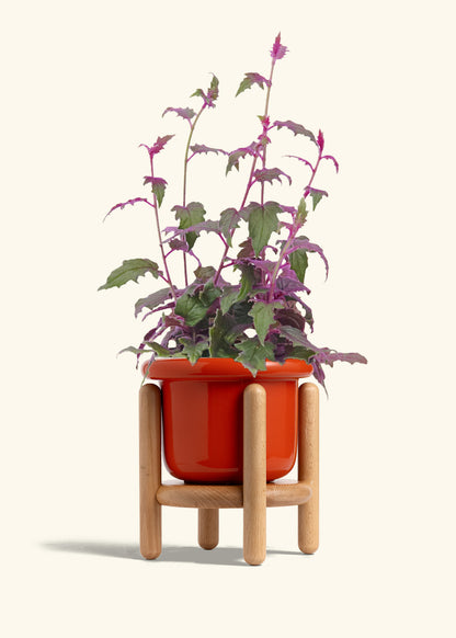 Purple Passion Plant, Medium