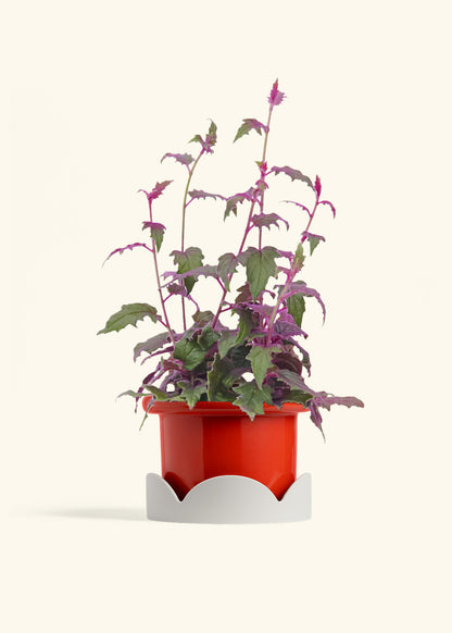 Purple Passion Plant, Medium