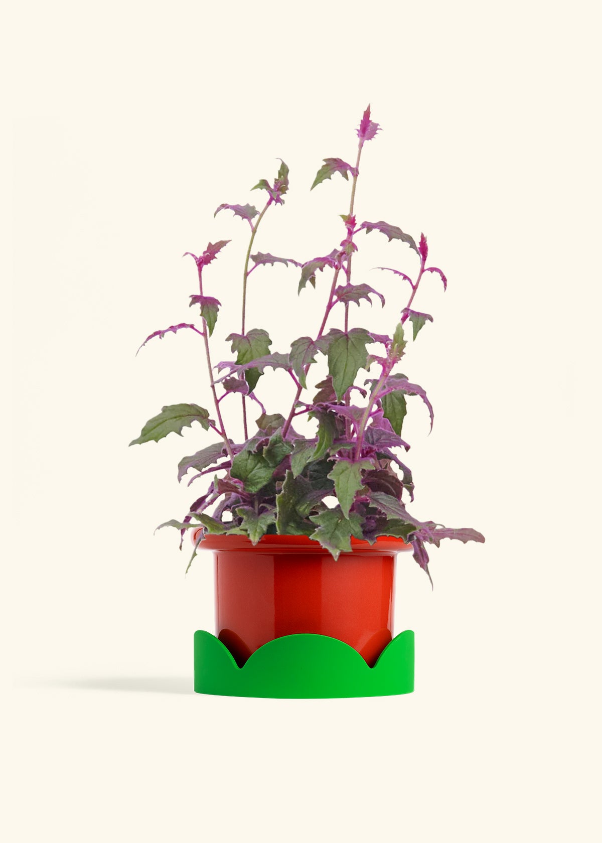 Purple Passion Plant, Medium