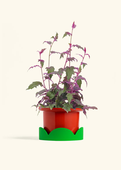 Purple Passion Plant, Medium