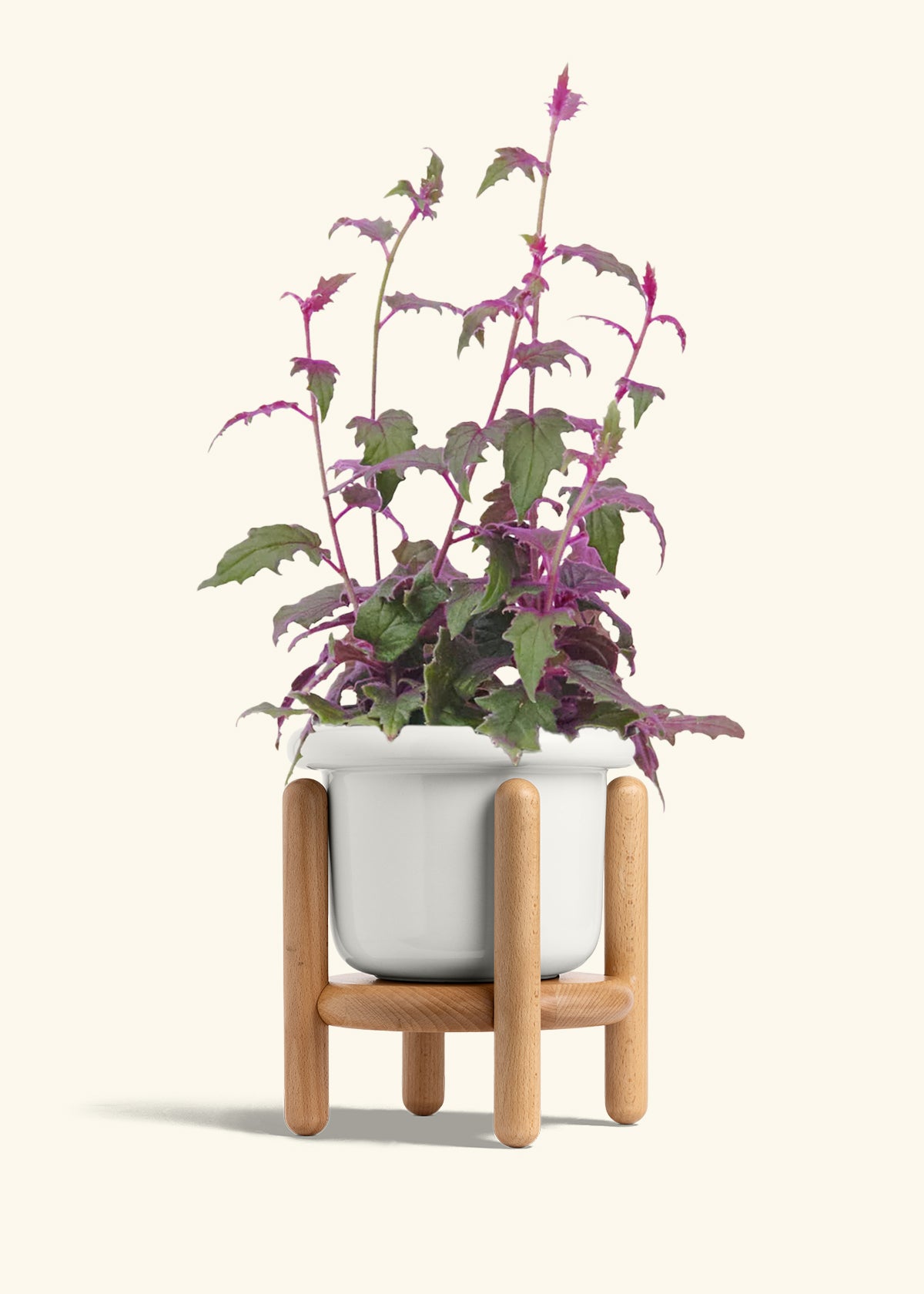 Purple Passion Plant, Medium