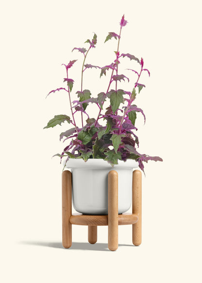 Purple Passion Plant, Medium