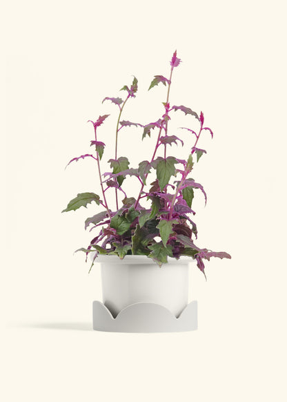 Purple Passion Plant, Medium