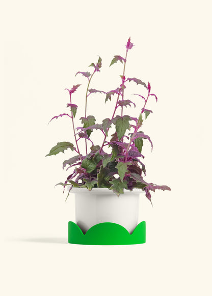Purple Passion Plant, Medium