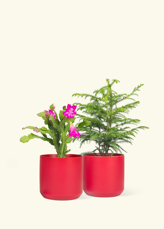 1 Norfolk Pine and 1 Christmas Cactus in grow pots, two 5" Limited Edition Holiday Ceramic Planters