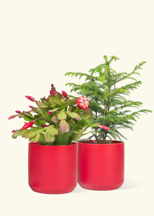 1 Norfolk Pine and 1 Christmas Cactus in grow pots, two 5" Limited Edition Holiday Ceramic Planters