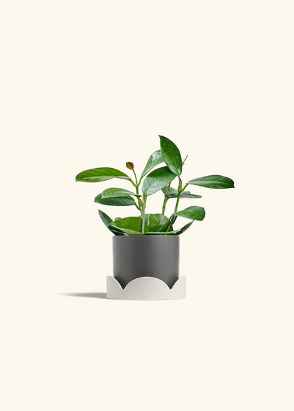 Hoya Australis in a 4 inches Charcoal Classic Cylinder Planter in a Oat Petal Drip Tray