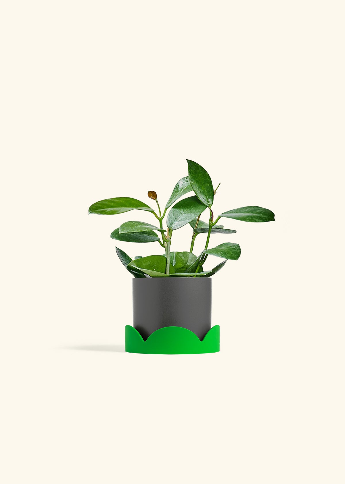 Hoya Australis in a 4 inches Charcoal Classic Cylinder Planter in a Shamrock Petal Drip Tray