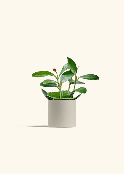 Hoya Australis in a 4 inches Oat Classic Cylinder Planter 