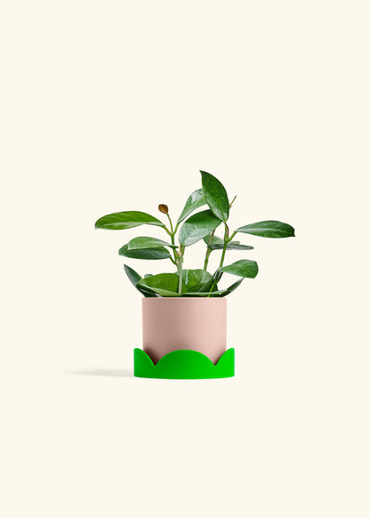 Hoya Australis in a 4 inches Pink Classic Cylinder Planter in a Shamrock Petal Drip Tray
