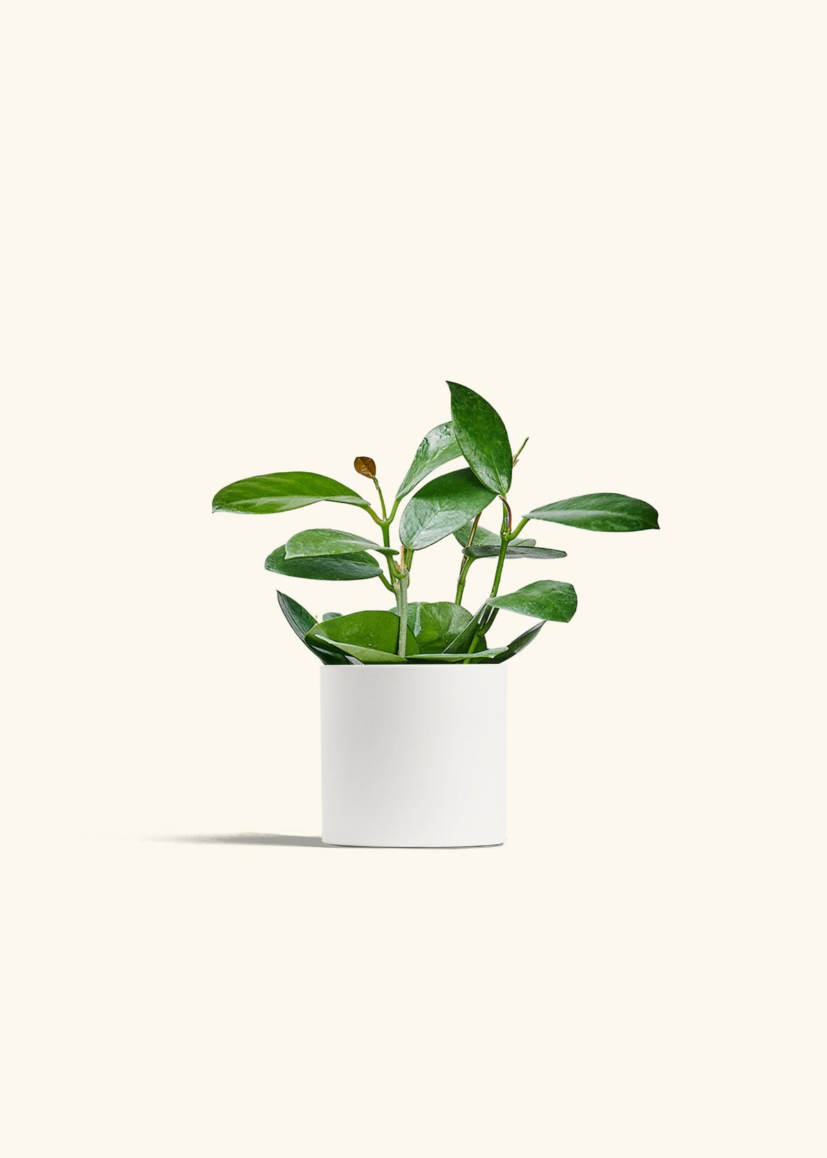 Hoya Australis in a 4 inches White Classic Cylinder Planter 