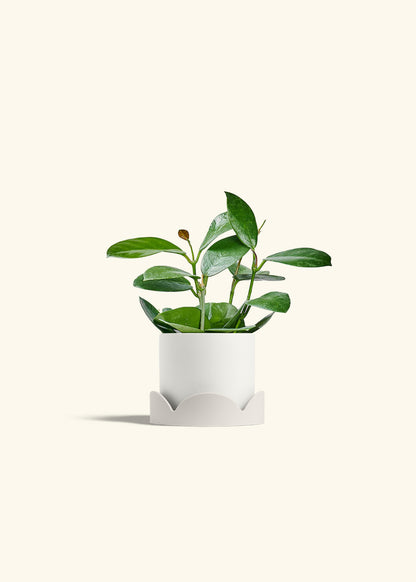 Hoya Australis in a 4 inches White Classic Cylinder Planter in a Oat Petal Drip Tray