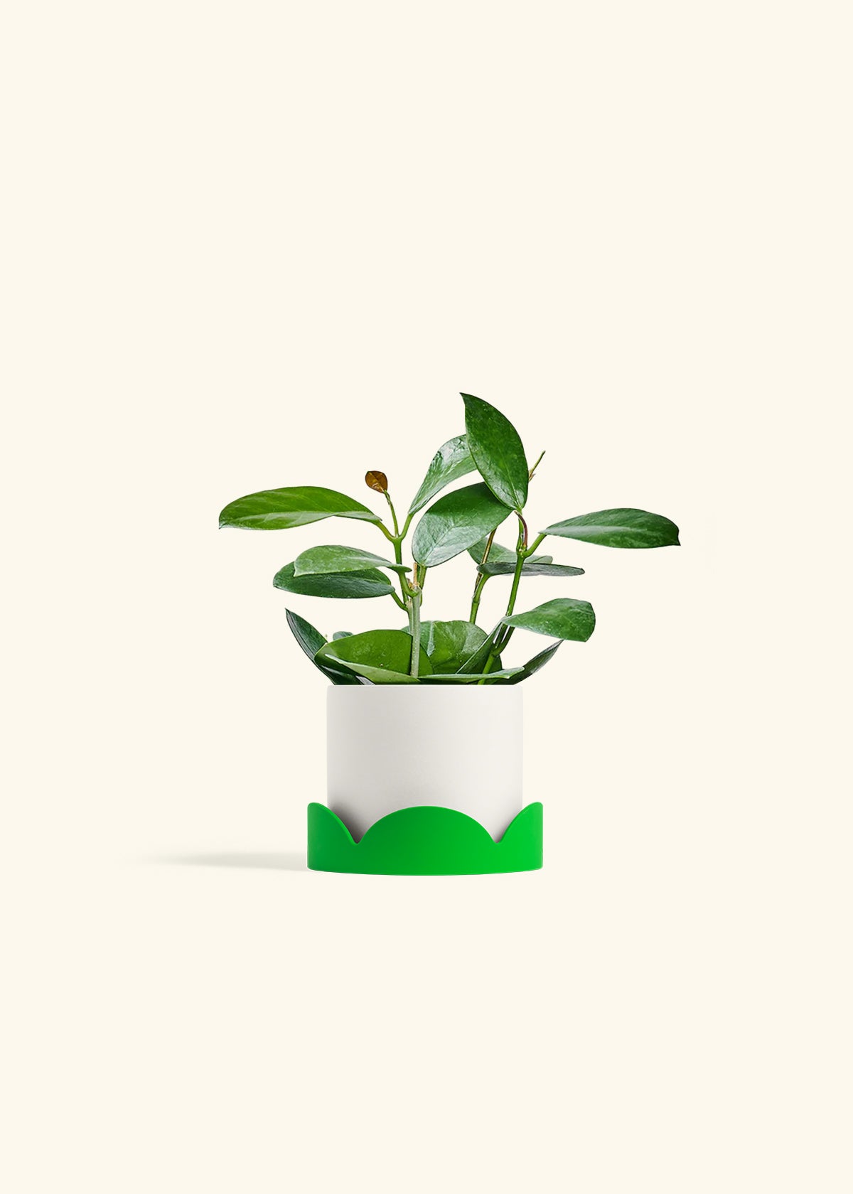 Hoya Australis in a 4 inches White Classic Cylinder Planter in a Shamrock Petal Drip Tray