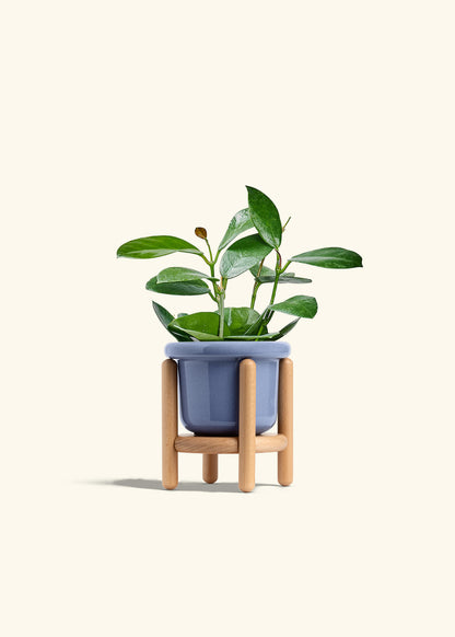 Hoya Australis in a 4 inches Fat Lip Blue Planter in a Beech Wood Stand