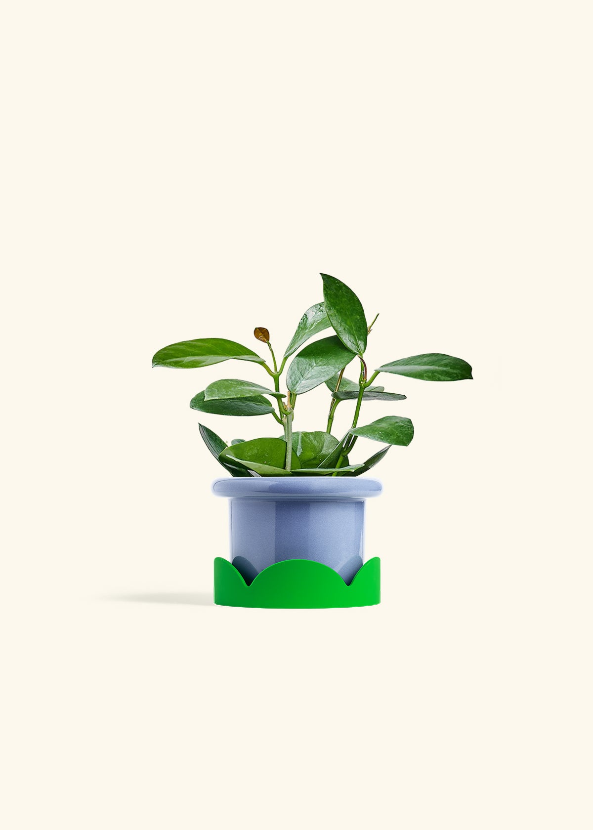 Hoya Australis in a 4 inches Fat Lip Blue Planter in a Shamrock Petal Drip Tray