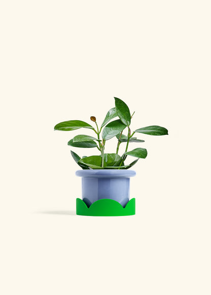 Hoya Australis in a 4 inches Fat Lip Blue Planter in a Shamrock Petal Drip Tray