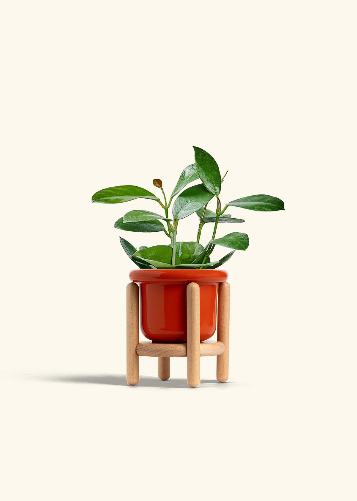 Hoya Australis in a 4 inches Fat Lip Red Planter in a Beech Wood Stand