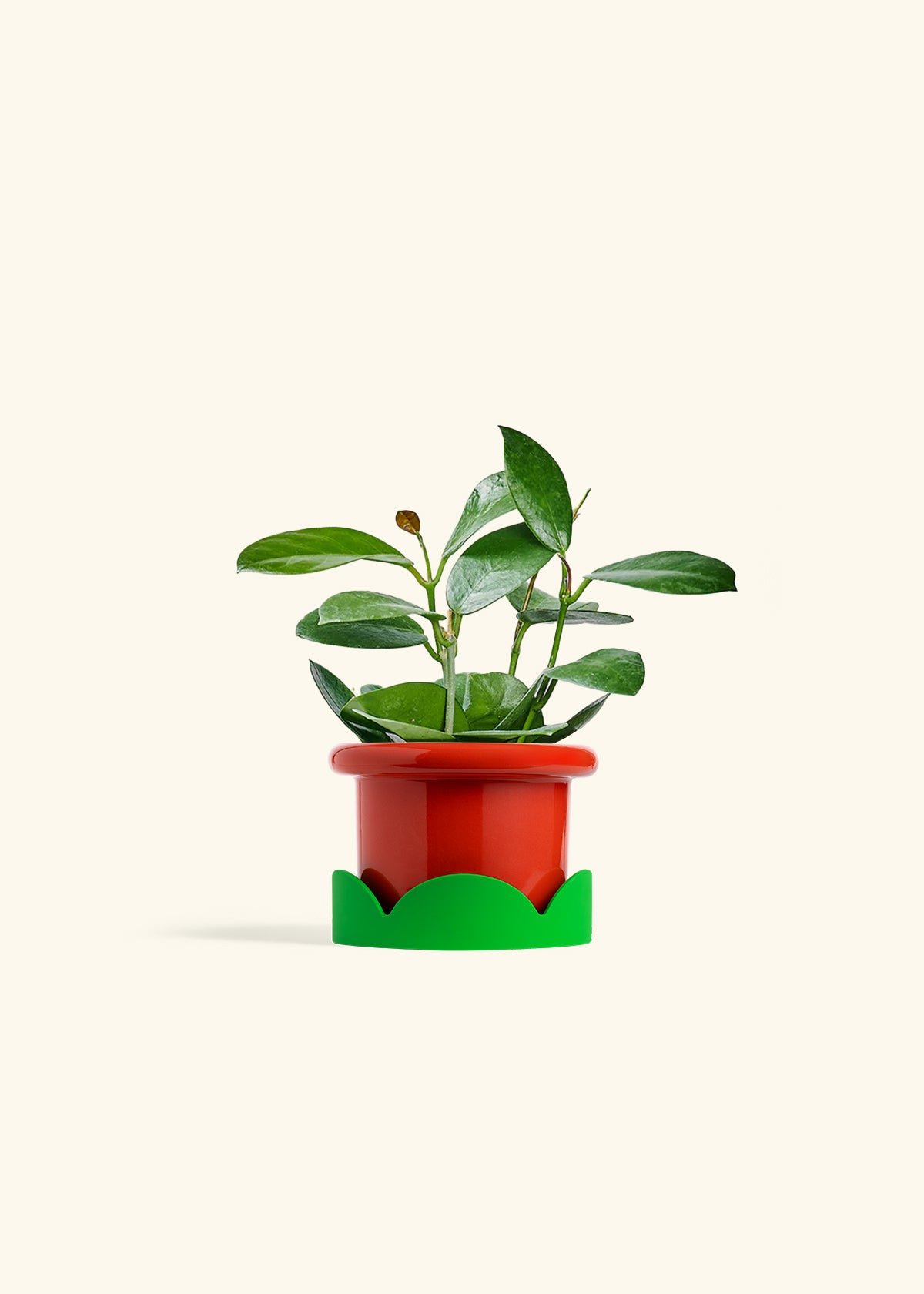 Hoya Australis in a 4 inches Fat Lip Red Planter in a Shamrock Petal Drip Tray