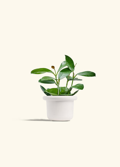 Hoya Australis in a 4 inches Fat Lip White Planter 