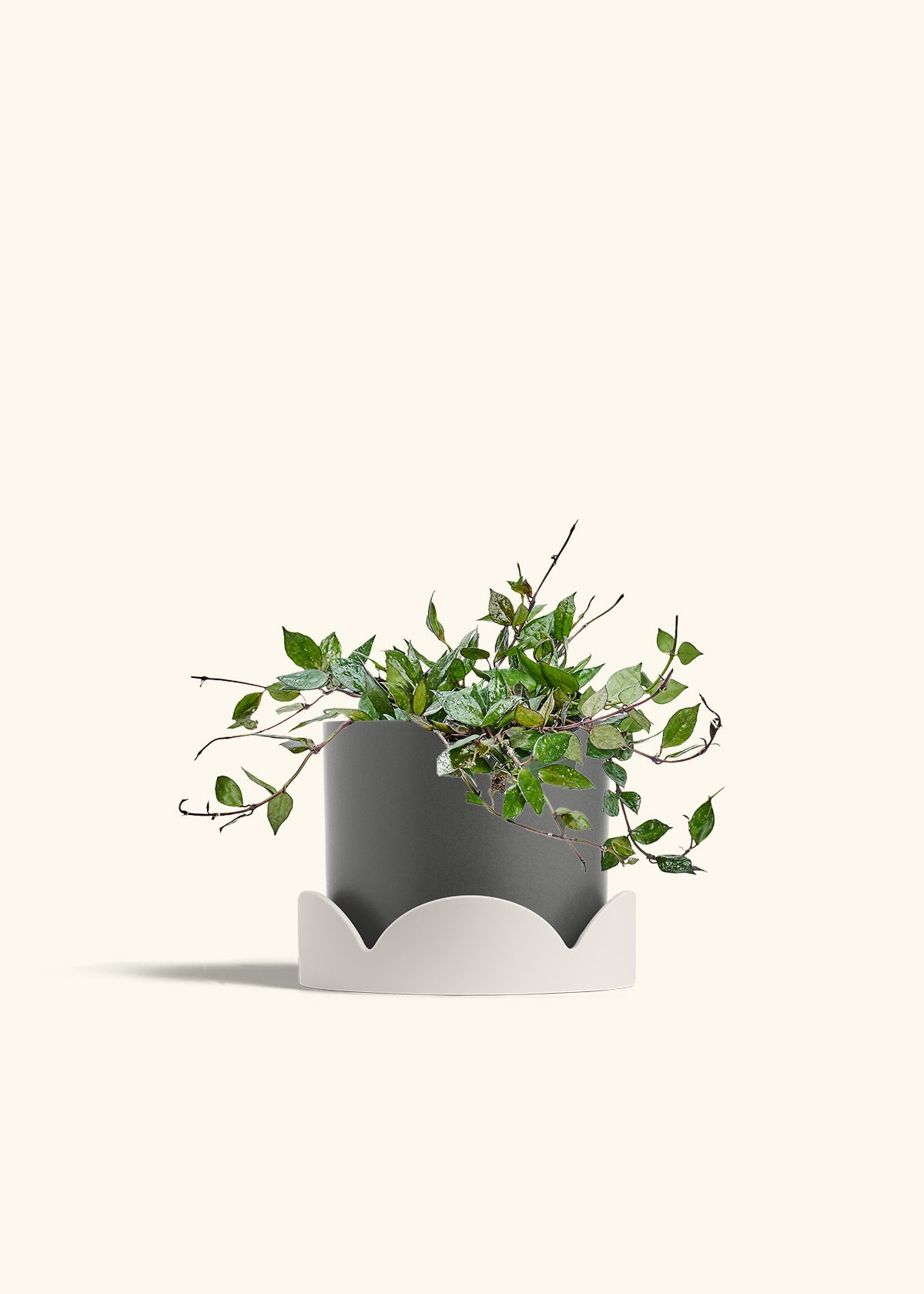 Hoya Black in a 6 inches Charcoal Classic Cylinder Planter in a Oat Petal Drip Tray