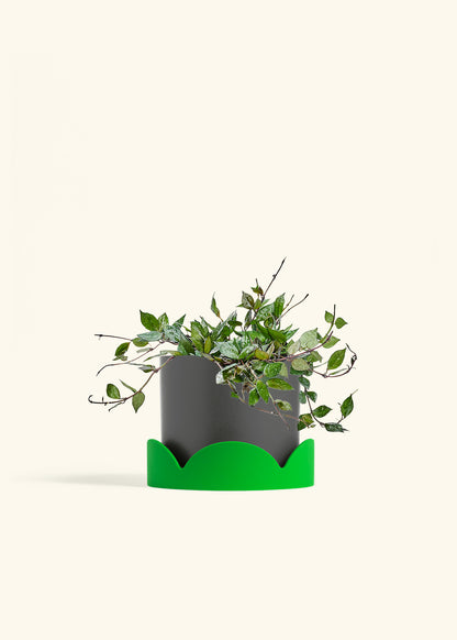 Hoya Black in a 6 inches Charcoal Classic Cylinder Planter in a Shamrock Petal Drip Tray
