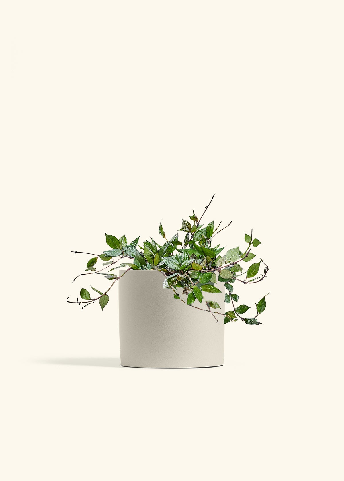 Hoya Black in a 6 inches Oat Classic Cylinder Planter 