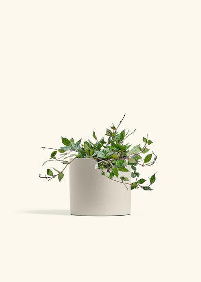 Hoya Black in a 6 inches Oat Classic Cylinder Planter 