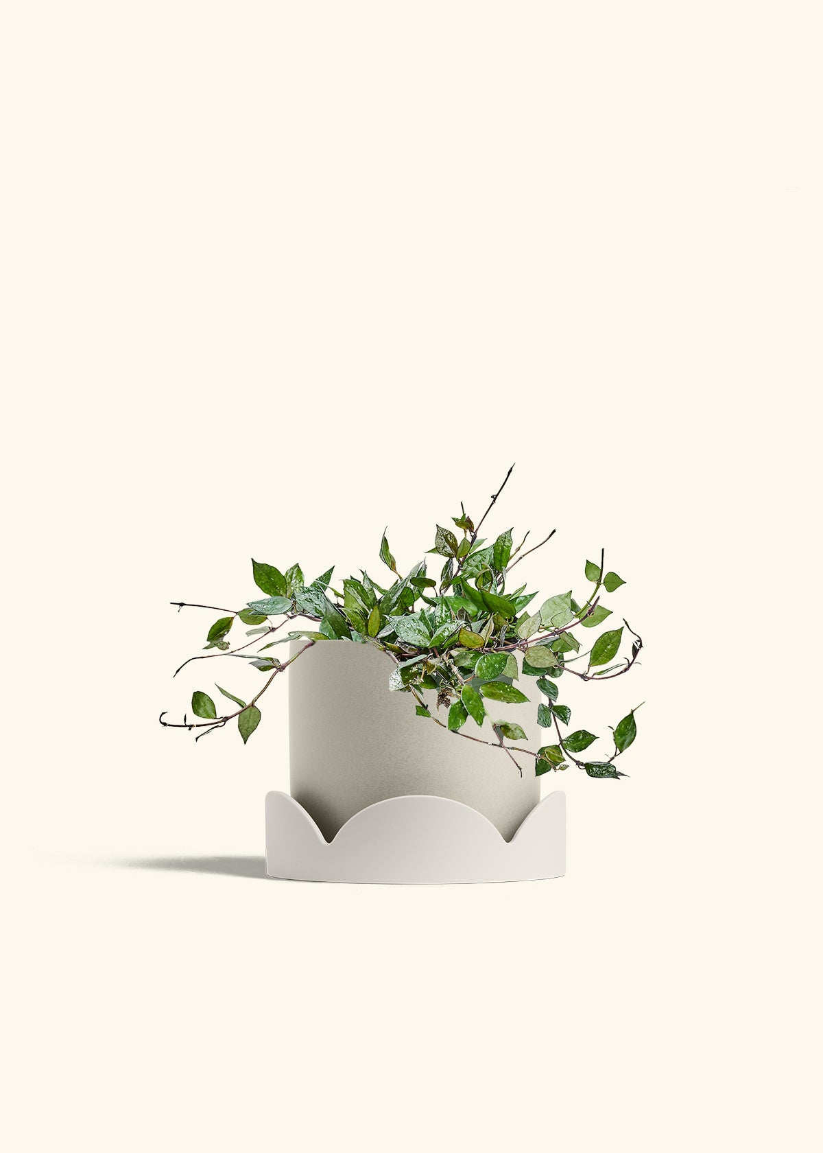 Hoya Black in a 6 inches Oat Classic Cylinder Planter in a Oat Petal Drip Tray