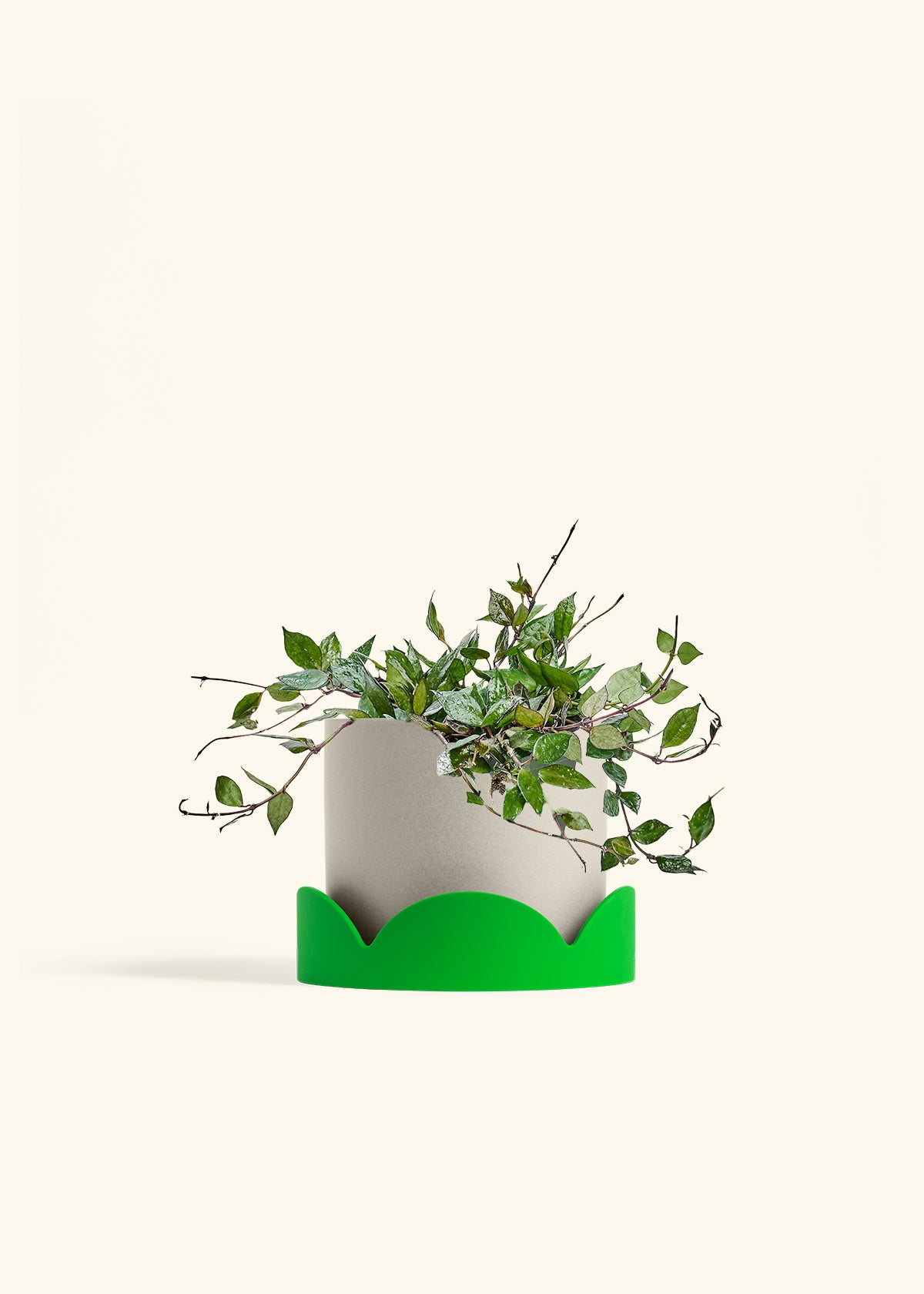 Hoya Black in a 6 inches Oat Classic Cylinder Planter in a Shamrock Petal Drip Tray