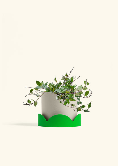 Hoya Black in a 6 inches Oat Classic Cylinder Planter in a Shamrock Petal Drip Tray