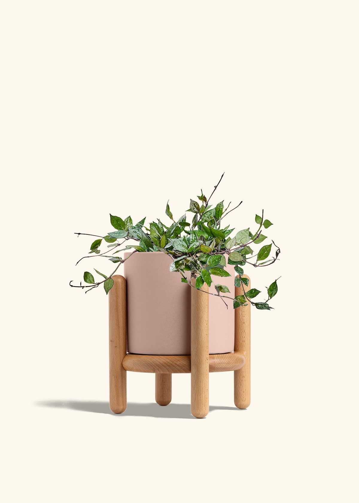Hoya Black in a 6 inches Pink Classic Cylinder Planter in a Beech Wood Stand