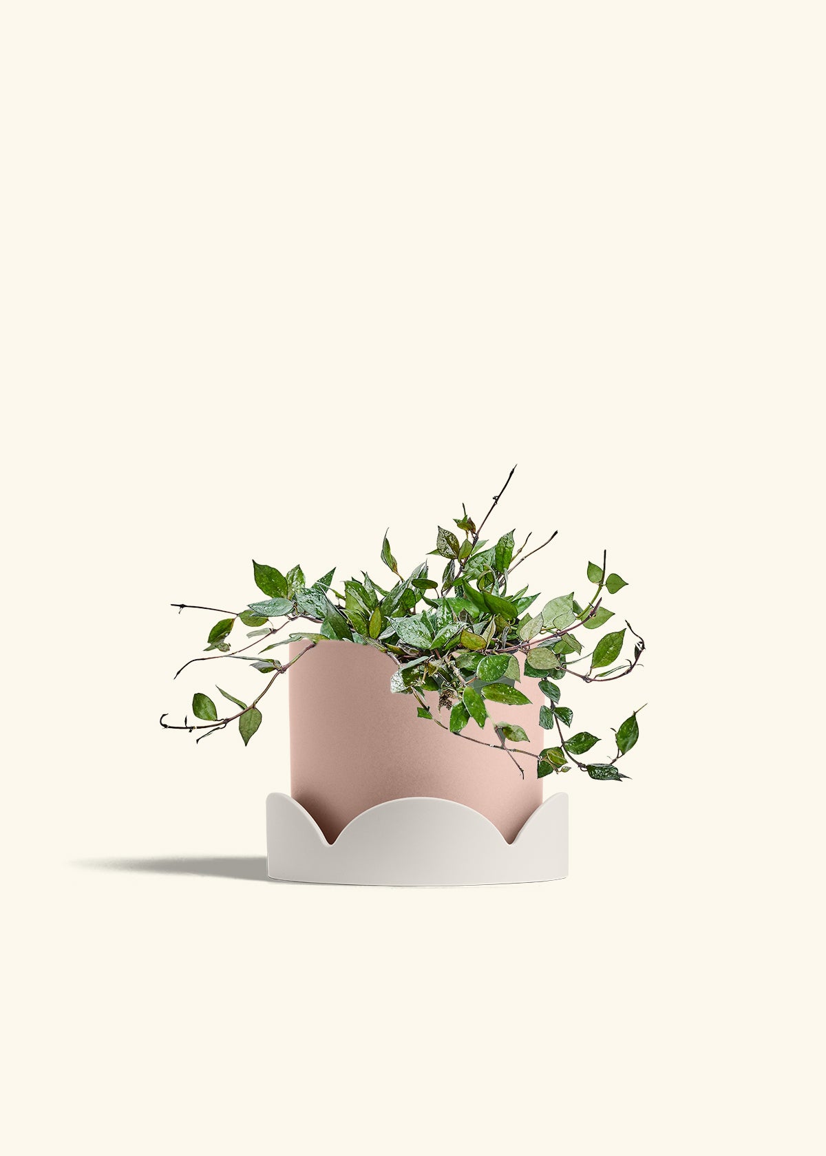 Hoya Black in a 6 inches Pink Classic Cylinder Planter in a Oat Petal Drip Tray