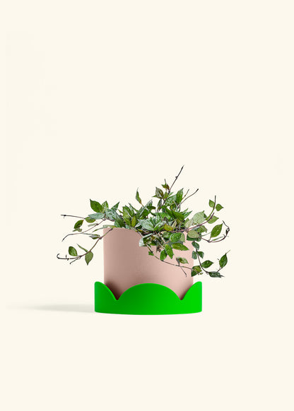 Hoya Black in a 6 inches Pink Classic Cylinder Planter in a Shamrock Petal Drip Tray