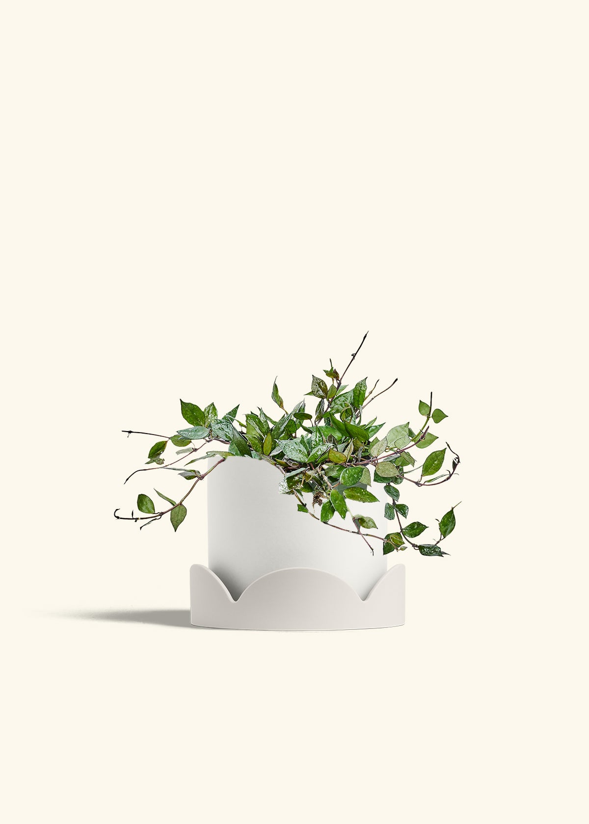 Hoya Black in a 6 inches White Classic Cylinder Planter in a Oat Petal Drip Tray