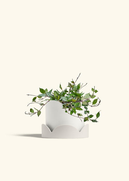 Hoya Black in a 6 inches White Classic Cylinder Planter in a Oat Petal Drip Tray