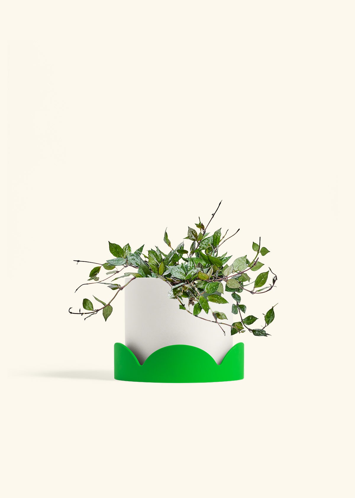 Hoya Black in a 6 inches White Classic Cylinder Planter in a Shamrock Petal Drip Tray