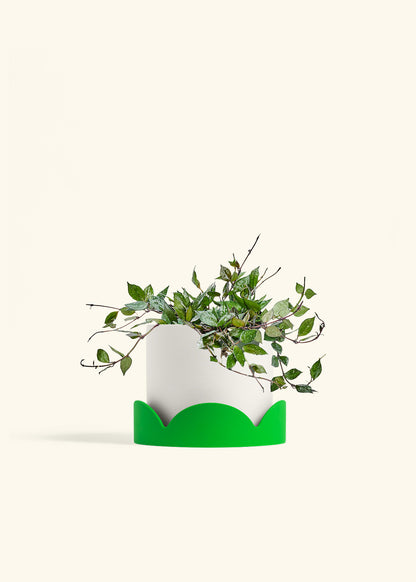 Hoya Black in a 6 inches White Classic Cylinder Planter in a Shamrock Petal Drip Tray