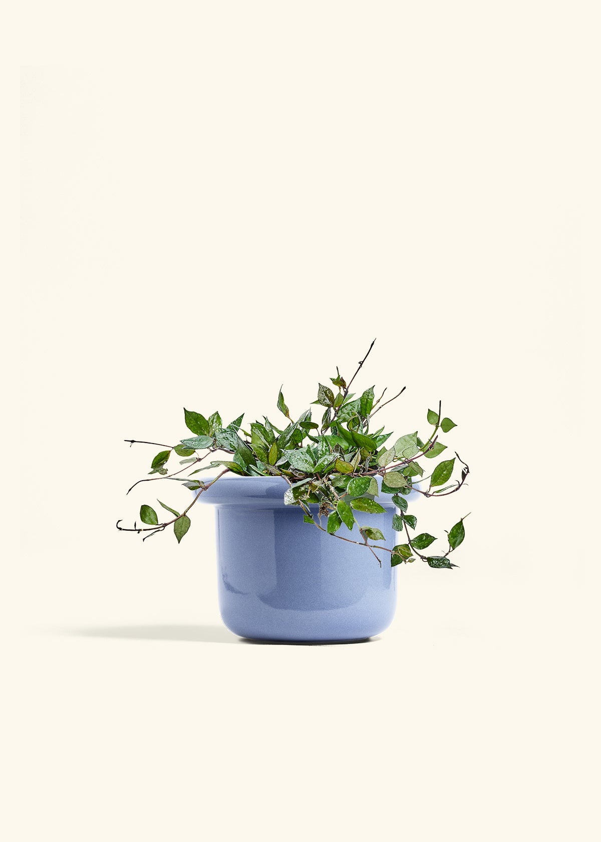Hoya Black in a 6 inches Fat Lip Blue Planter 