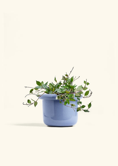 Hoya Black in a 6 inches Fat Lip Blue Planter 