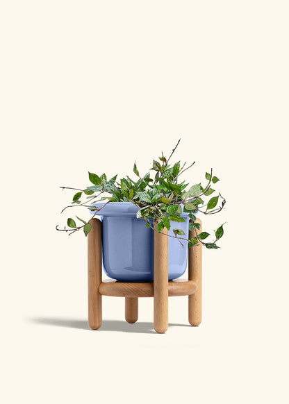 Hoya Black in a 6 inches Fat Lip Blue Planter in a Beech Wood Stand