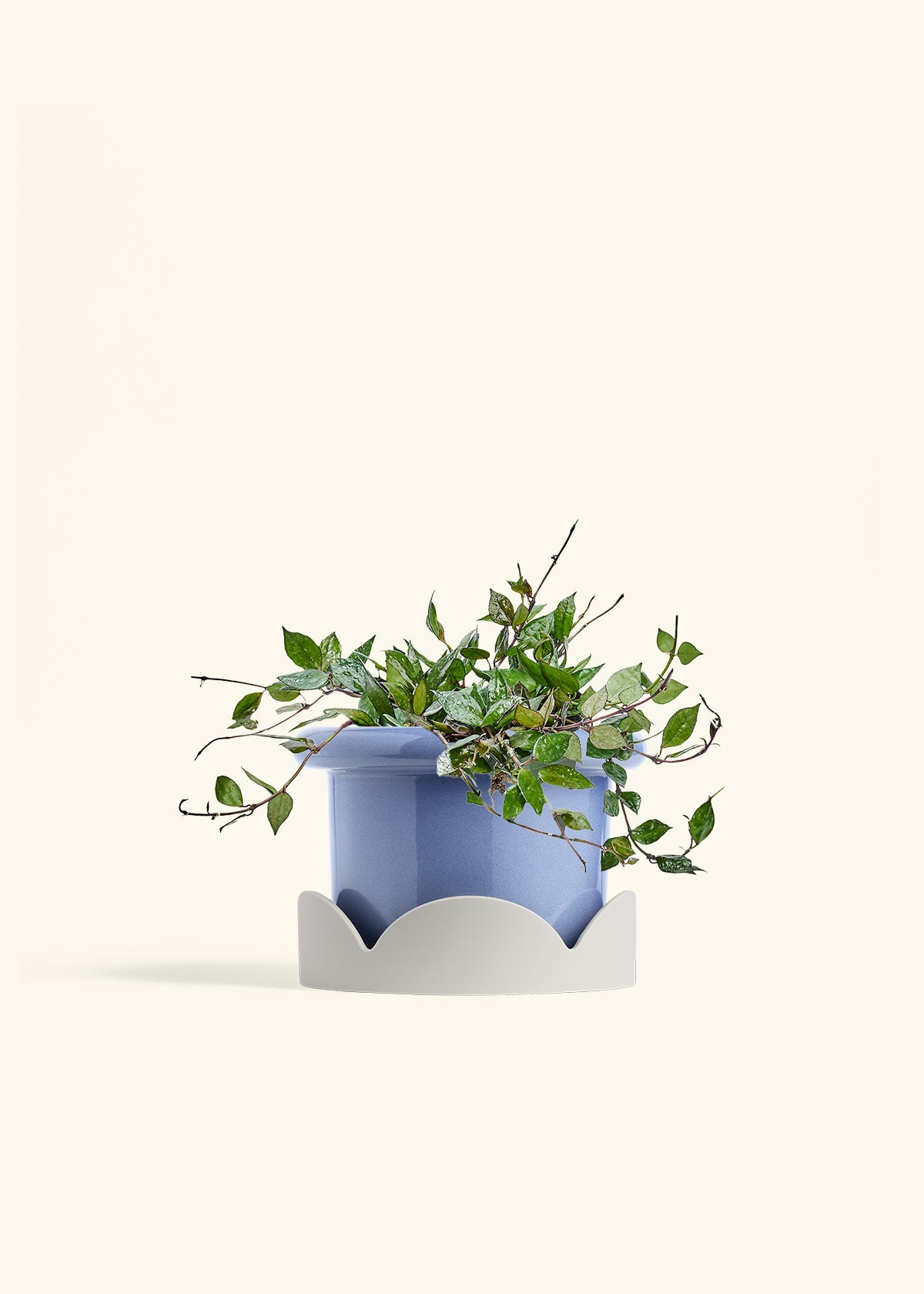 Hoya Black in a 6 inches Fat Lip Blue Planter in a Oat Petal Drip Tray