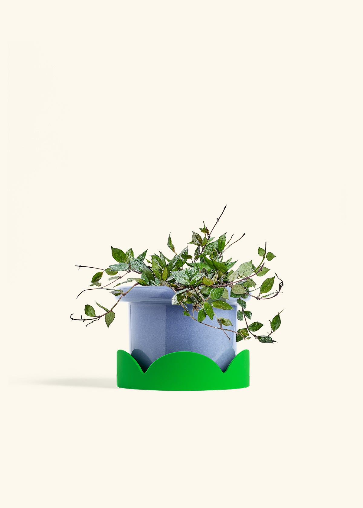 Hoya Black in a 6 inches Fat Lip Blue Planter in a Shamrock Petal Drip Tray