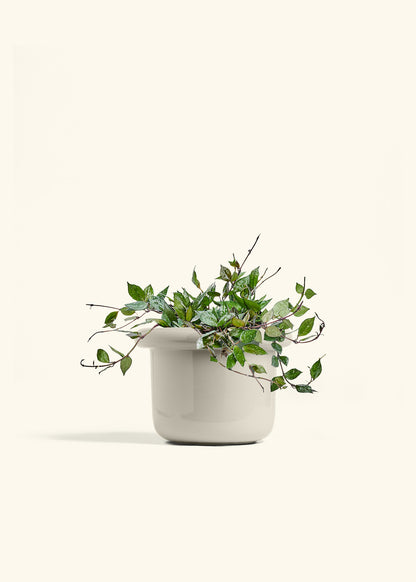 Hoya Black in a 6 inches Fat Lip Oat Planter 