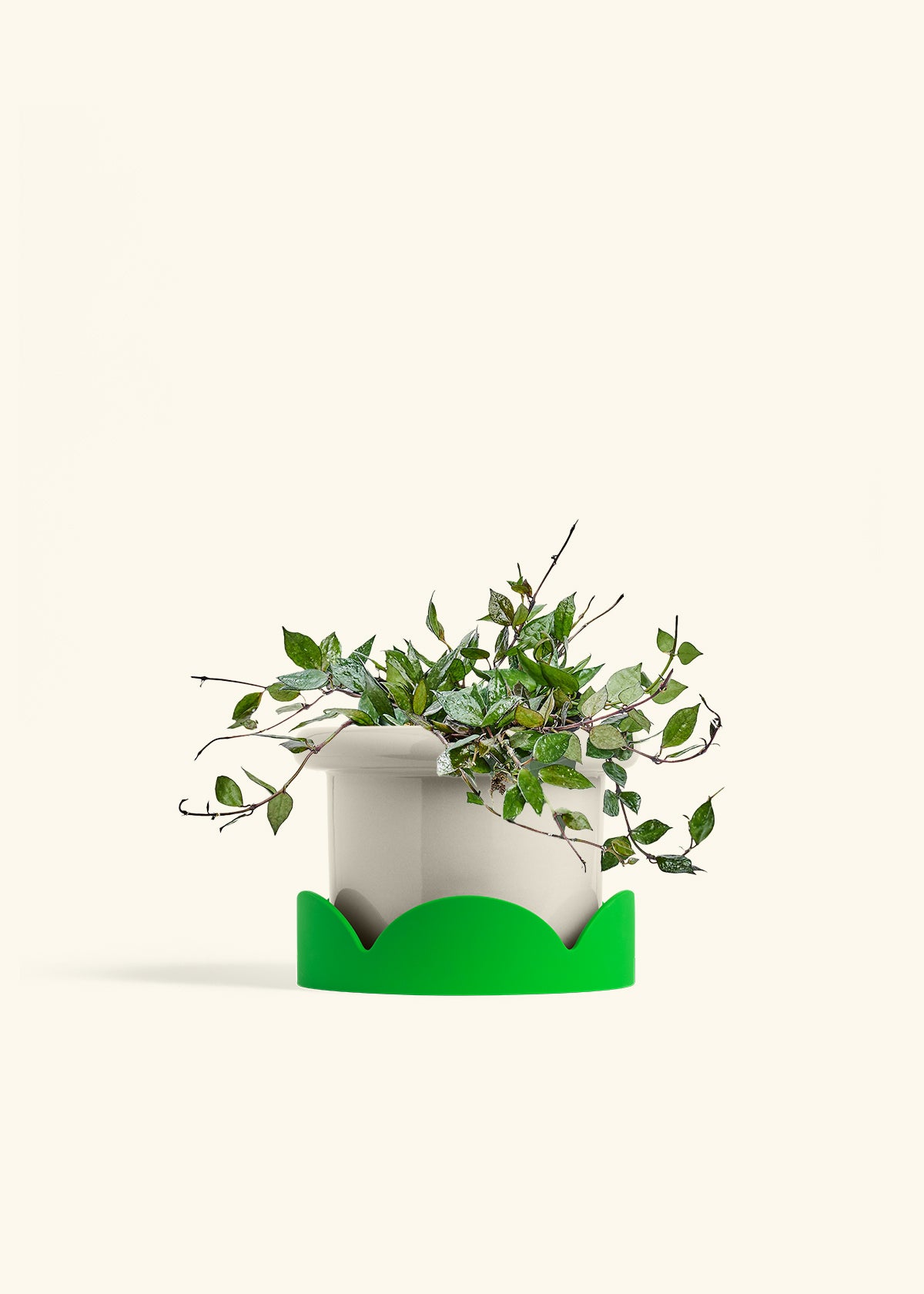 Hoya Black in a 6 inches Fat Lip Oat Planter in a Shamrock Petal Drip Tray